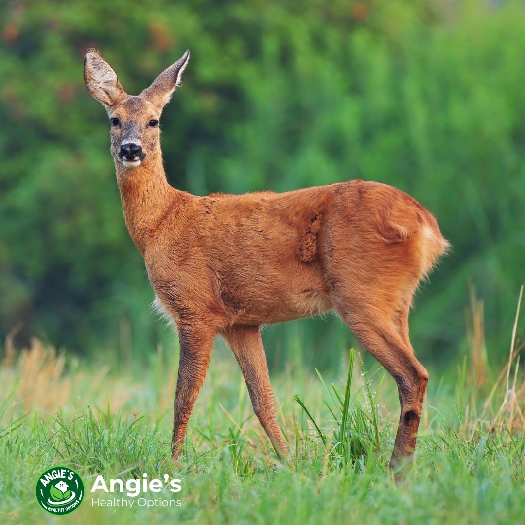 Deer Placenta Supplements: Ancient Remedy or Breakthrough in Anti-Aging?